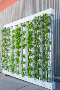 Benefits of Vertical Gardening - Bok Choy