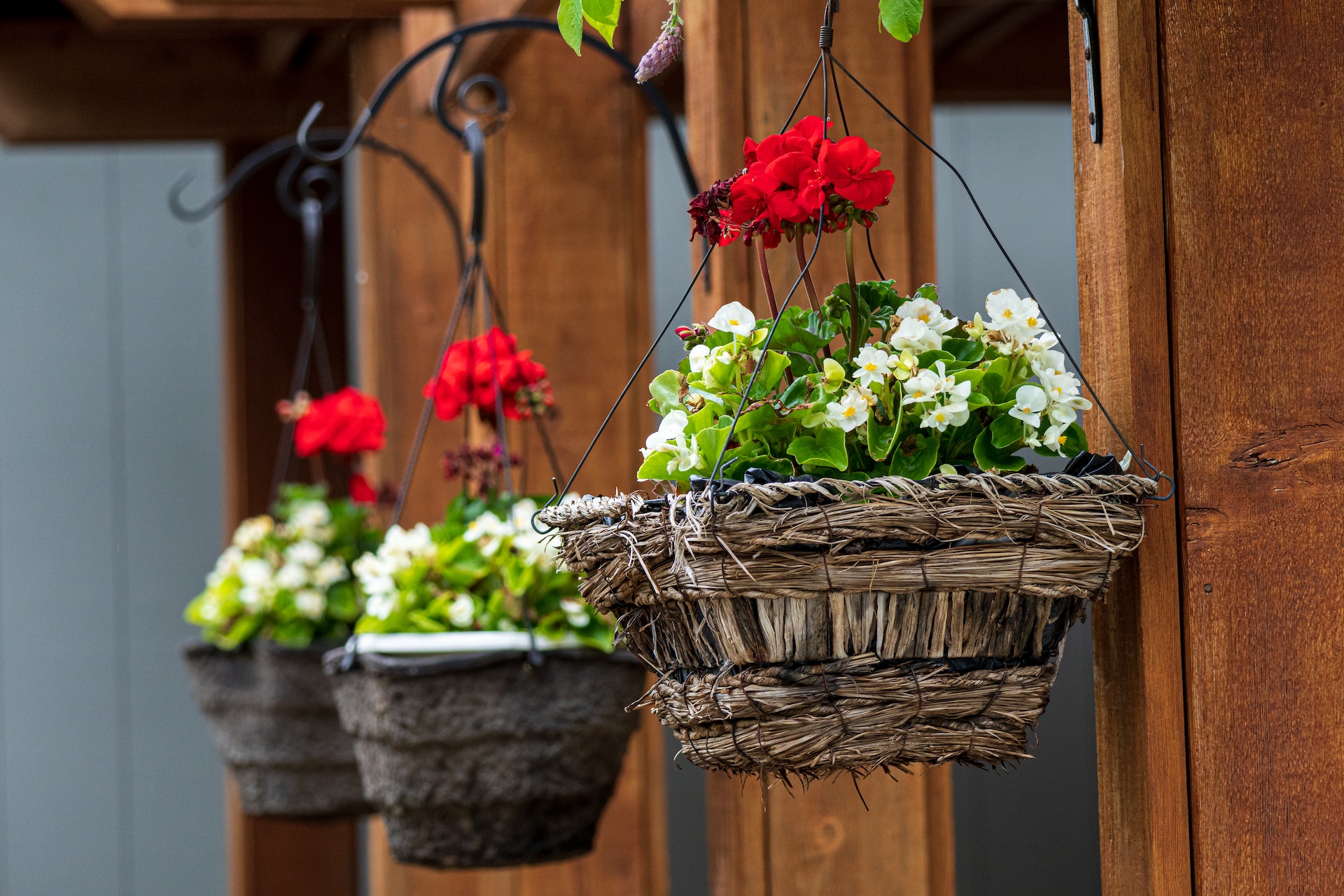 Tips for planting and maintaining hanging baskets header