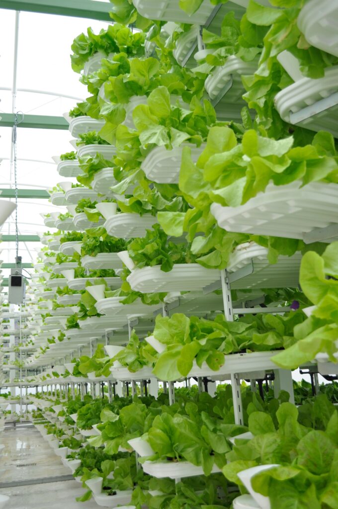 Is Hydroponics Better Than Soil - Hydroponic System