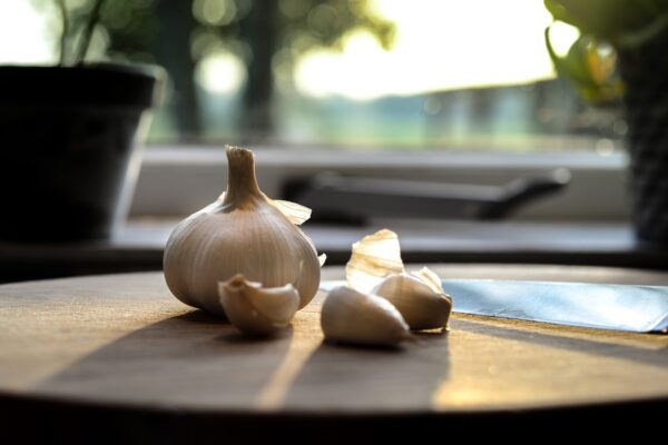 can you grow garlic hydroponically header