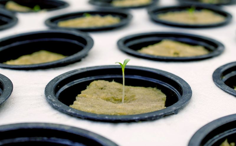 start hydroponic seeds header