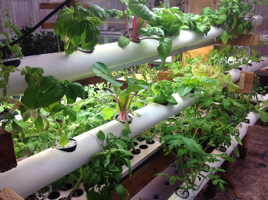 why is hydroponics bad - System